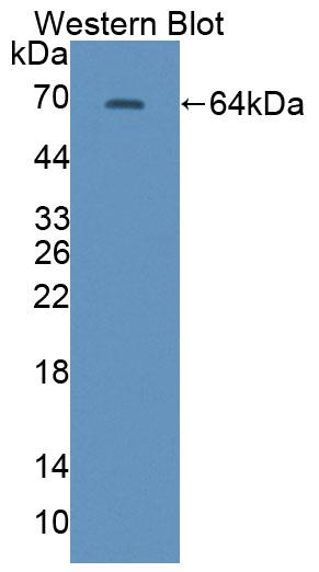 PAC351Hu01.jpg