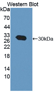 PAC353Hu01.jpg