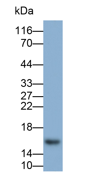 Polyclonal Antibody to Calcyphosine (CAPS)