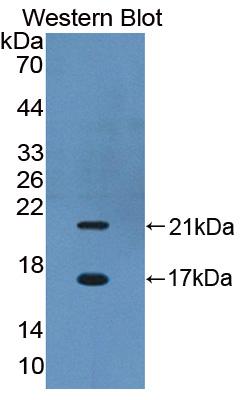 PAC364Mu01.jpg