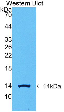 PAC375Hu01.jpg