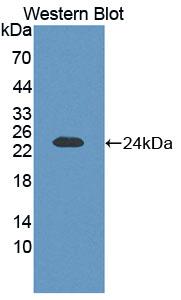 PAC377Hu01.jpg