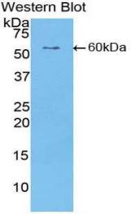 PAC382Hu01.jpg