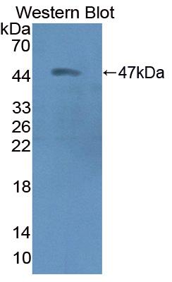 PAC386Hu01.jpg