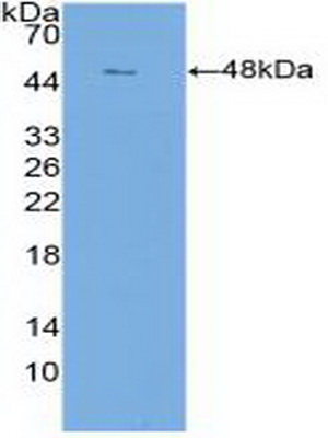 PAC388Hu01.jpg