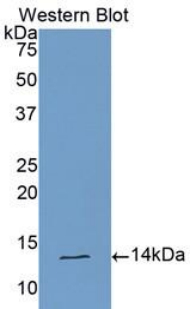 Polyclonal Antibody to Cardiotrophin Like Cytokine Factor 1 (CLCF1)