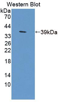 PAC394Hu01.jpg