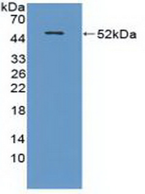 PAC400Mu01.jpg