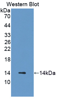 PAC402Hu01.jpg