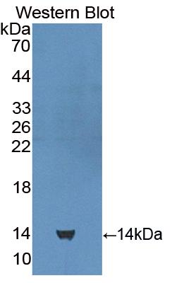 PAC411Hu02.jpg