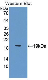 PAC413Mu01.jpg