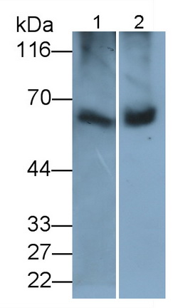 Polyclonal Antibody to Catalase (CAT)