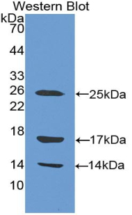 PAC419Hu01.jpg