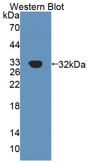 PAC422Mu01.jpg