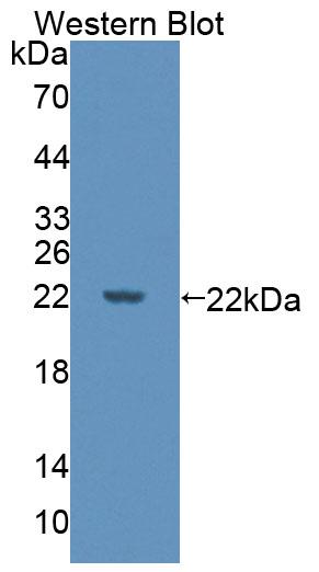 PAC433Hu01.jpg