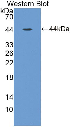 PAC442Mu01.jpg