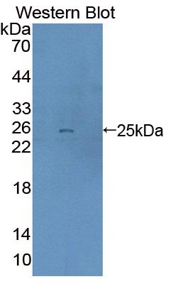 PAC444Mu01.jpg