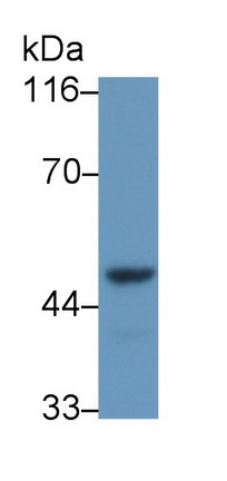 PAC446Ra01.jpg