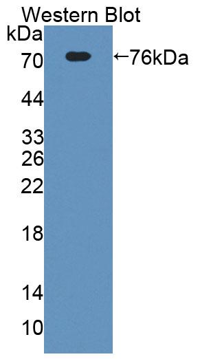 PAC450Mu01.jpg