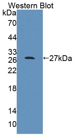 PAC458Mu01.jpg