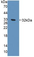 PAC467Hu01.jpg