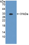 PAC467Mu01.jpg