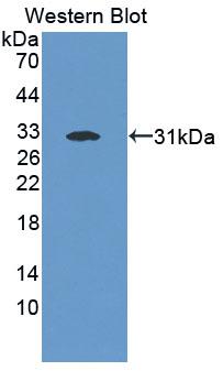 PAC467Ra01.jpg