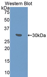 PAC477Hu81.jpg