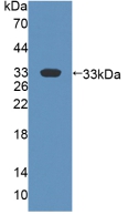 PAC482Hu01.jpg