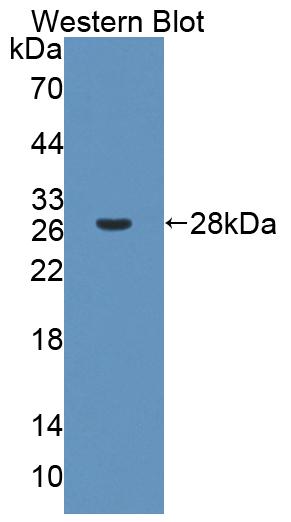 PAC482Ra01.jpg