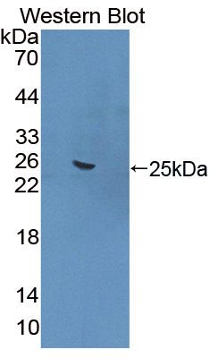 PAC483Hu01.jpg