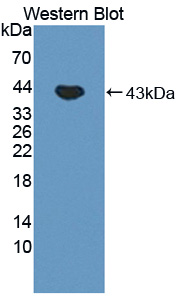 PAC488Hu01.jpg