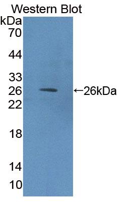 PAC492Hu01.jpg