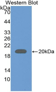 PAC493Hu01.jpg