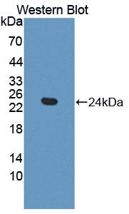 PAC493Mu01.jpg