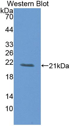 Polyclonal Antibody to G-Elongation Factor, Mitochondrial 1 (GFM1)