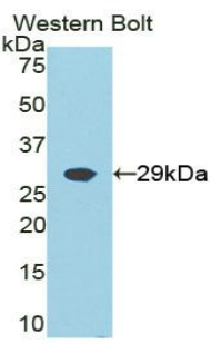 PAC514Hu01.jpg