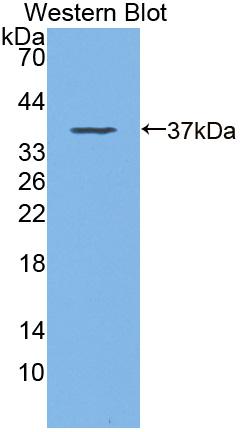 PAC539Hu01.jpg