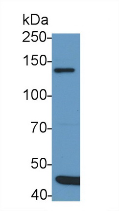 PAC546Mu01.jpg