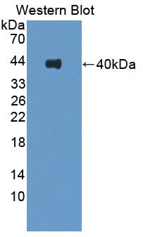 PAC554Hu01.jpg