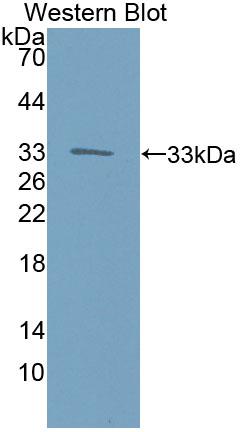 PAC558Hu01.jpg