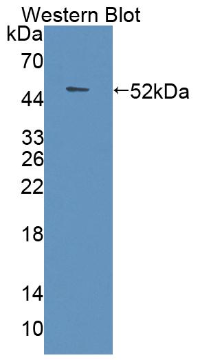 PAC560Hu01.jpg