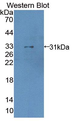 PAC562Hu01.jpg