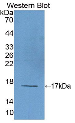 PAC565Hu01.jpg