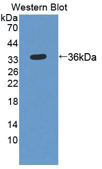 PAC567Hu01.jpg