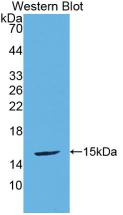 Polyclonal Antibody to Urocortin 2 (UCN2)