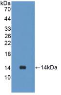 Polyclonal Antibody to Urocortin 2 (UCN2)