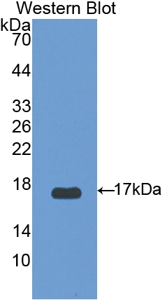 PAC586Hu01.jpg