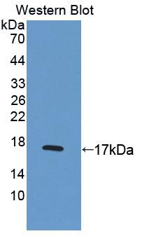 Polyclonal Antibody to Ubiquinol Cytochrome C Reductase Binding Protein (UQCRB)