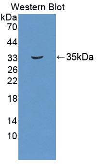 PAC593Hu01.jpg